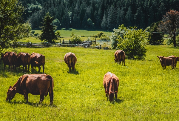 Visions de treball d’un producte andorrà